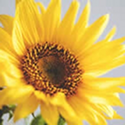 sunflowers-fun-for-all-ages-thumbnail-image